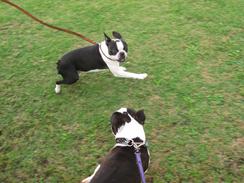 20090606_pups09.jpg