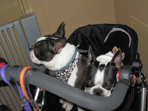 20090607_shampoo04.jpg