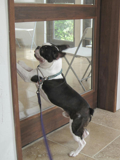 20090613_pups01.jpg