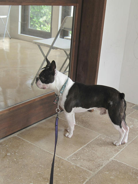 20090613_pups02.jpg