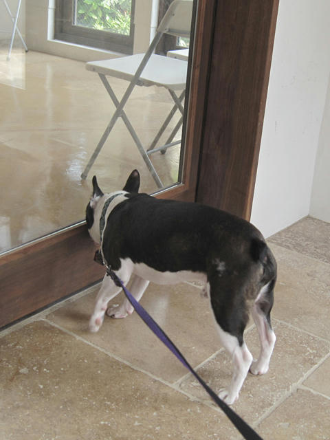 20090613_pups03.jpg