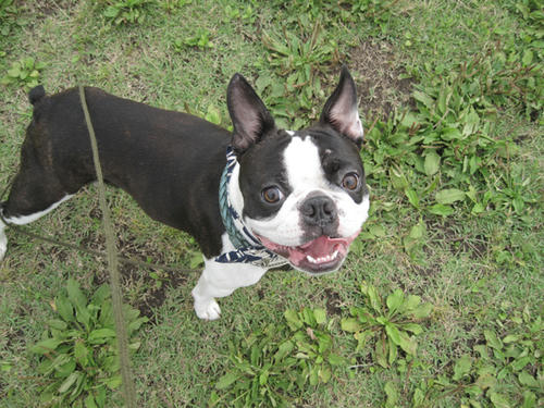 20090613_rinkopark01.jpg