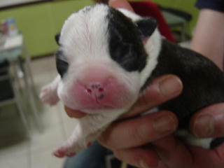 080620_3dayspuppy01.jpg