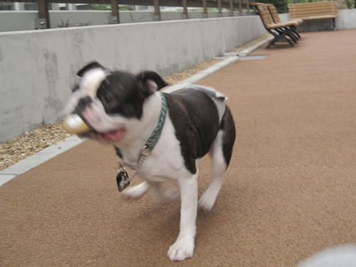 20090620_minirun03.jpg