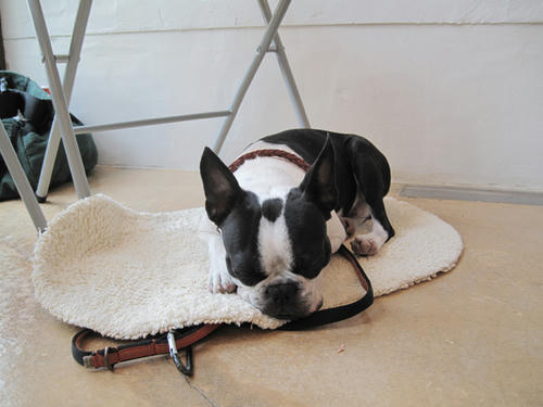 20090620_pups02.jpg