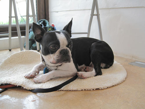 20090620_pups01.jpg