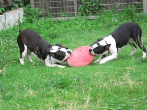 20090620_tc05.jpg