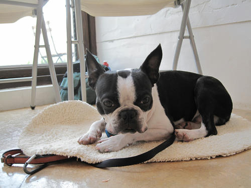 20090620_pups03.jpg