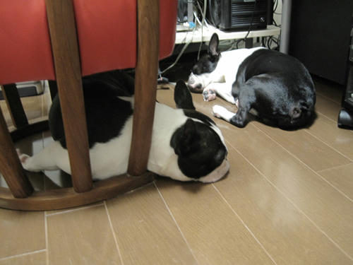 20090628_rokushio02.jpg