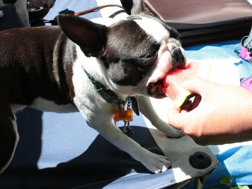 20090720_ozeCamp04.jpg