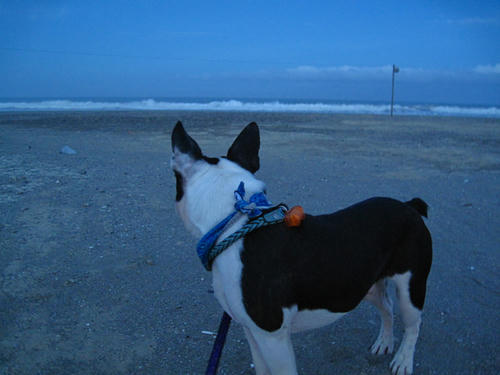 20090725_shirako02.jpg