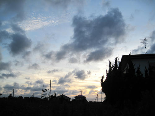 20090725_shirako05.jpg