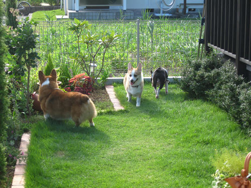 20090725_shirako12.jpg