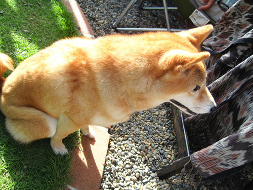 20090725_shirako13.jpg
