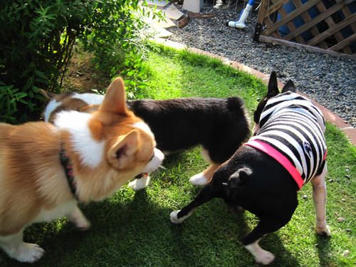 20090725_shirako14.jpg