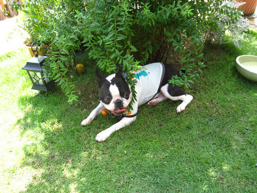 20090725_shirako15.jpg