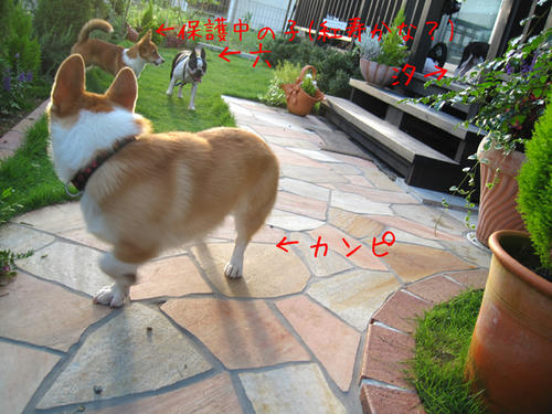 20090725_shirako16.jpg