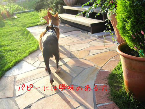 20090725_shirako17.jpg