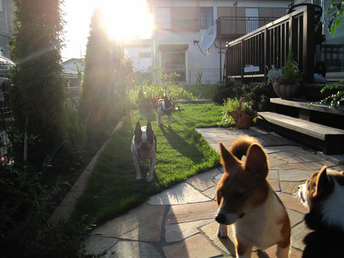 20090725_shirako18.jpg