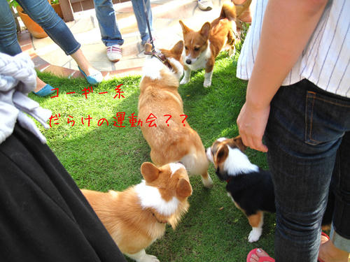 20090725_shirako19.jpg