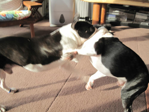 20090729_balance02.jpg