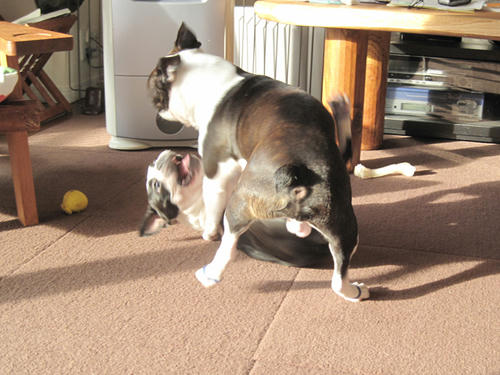 20090729_balance03.jpg