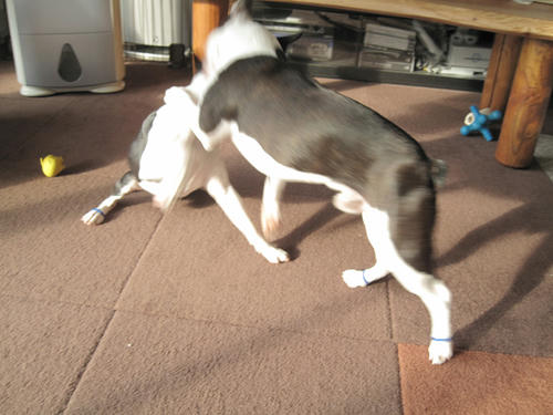 20090729_balance05.jpg
