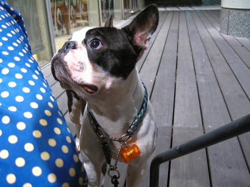 20090811_sanpo01.jpg