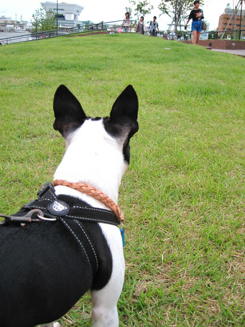 20090811_sanpo04.jpg