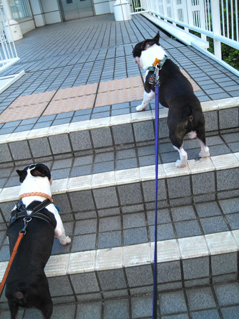 20090811_sanpo11.jpg