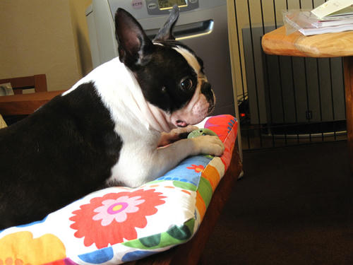 20090811_morning01.jpg