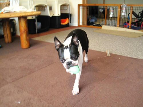 20090811_morning02.jpg