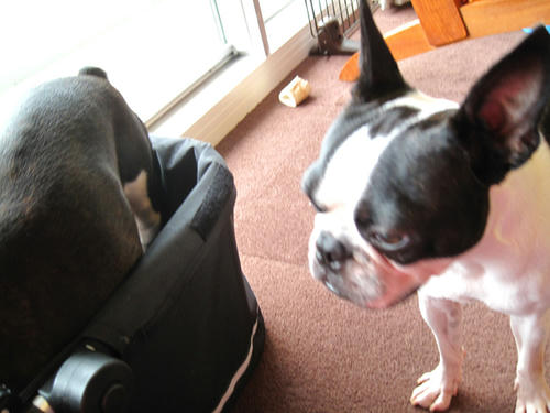 20090811_morning03.jpg