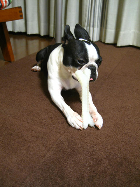 20090819_kamikamiborn02.jpg