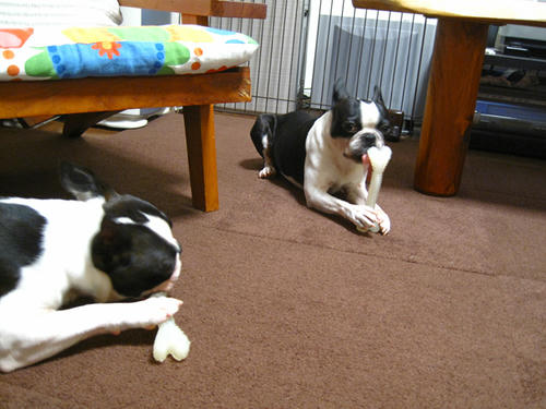 20090819_kamikamiborn03.jpg