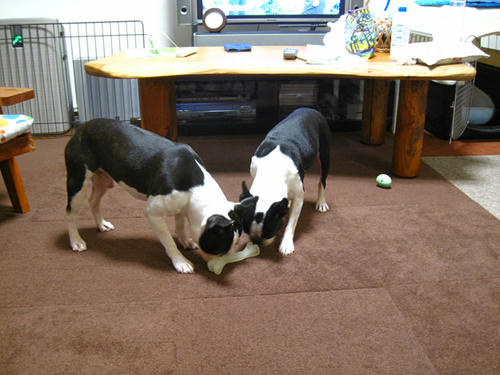 20090819_kamikamiborn06.jpg