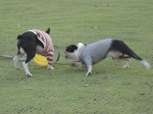 20090906_sanpo07.jpg