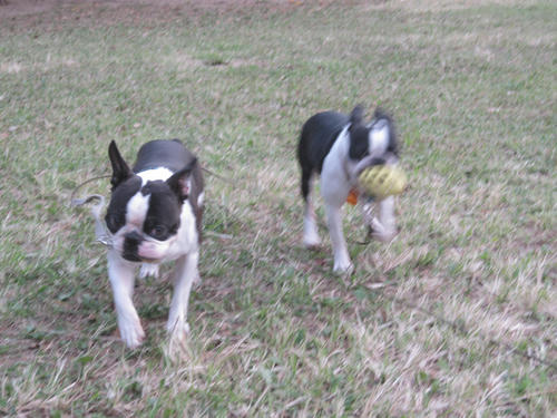 20090927_rinkopark03.jpg