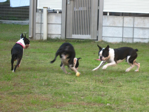 20091018_tc10.jpg