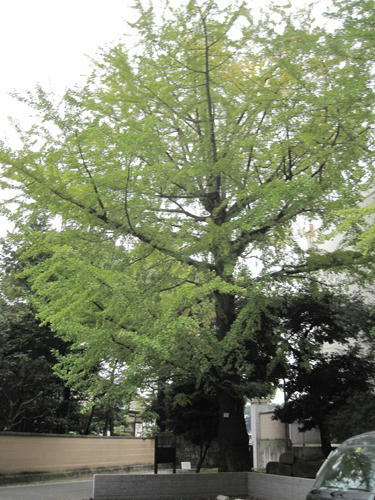 20091024_yanesen95.jpg
