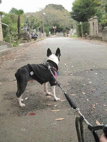 20091024_yanesen74.jpg