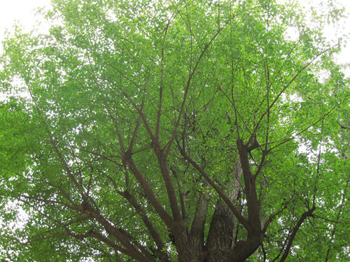 20091024_yanesen28.jpg