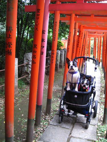 20091024_yanesen24.jpg
