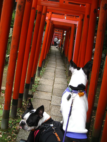 20091024_yanesen23.jpg
