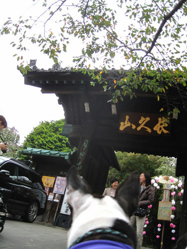 20091024_yanesen06.jpg