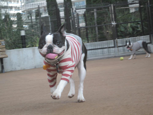 20091031_run03.jpg