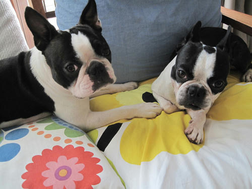 20091031_sofa01.jpg