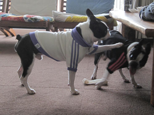 20091114_rokushio03.jpg