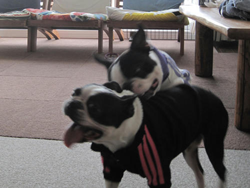 20091114_rokushio06.jpg
