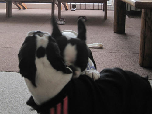 20091114_rokushio07.jpg